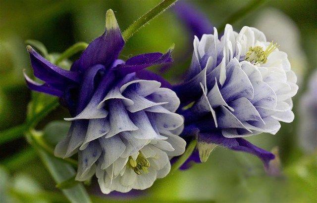 Beautiful Blue Flowers in the world